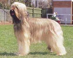 犬を家族に迎える前に